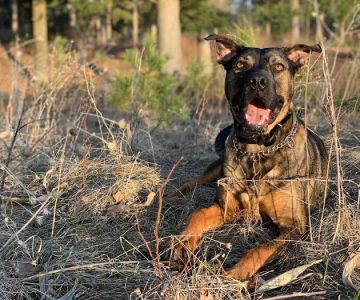 Specialized Veterinary Care of Shawano