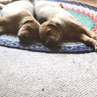 Village Veterinary Clinic ico