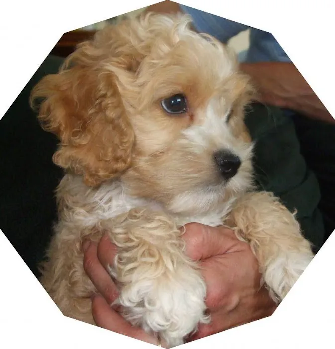 Wittenberg Vet Clinic Companion 12