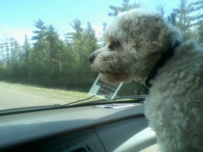 Wittenberg Vet Clinic Companion 12