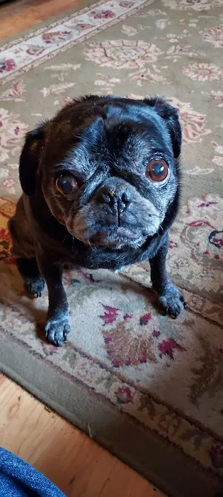 Wittenberg Vet Clinic Companion 12