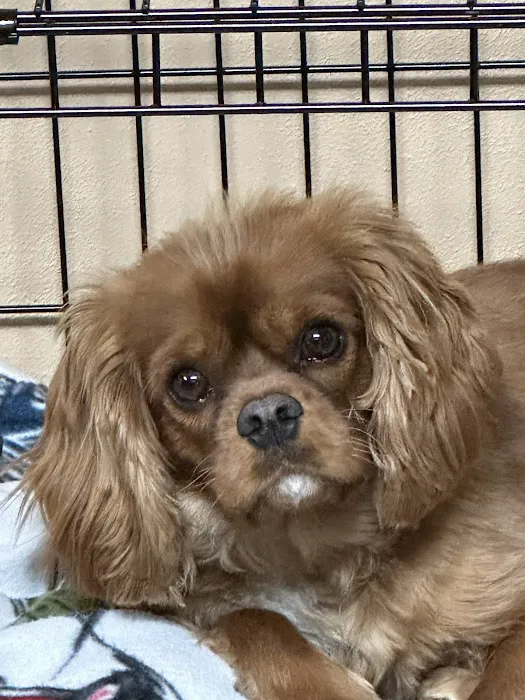 Castlerock Veterinary Hospital 4