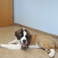 Castlerock Veterinary Hospital ico