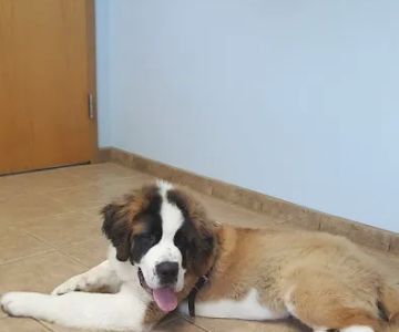Castlerock Veterinary Hospital