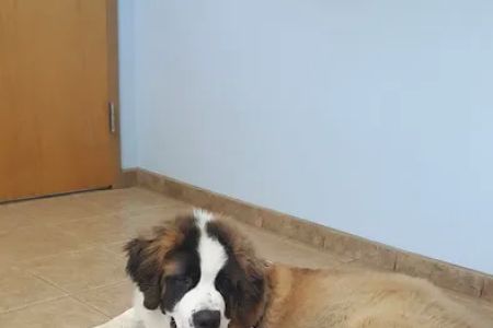 Castlerock Veterinary Hospital