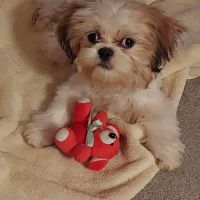 Marshfield Veterinary Service ico