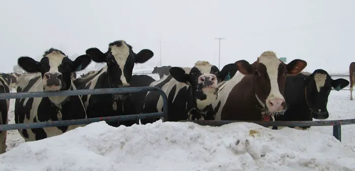 Marshfield Veterinary Service 2