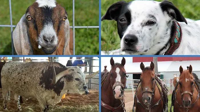Blue Skies Large & Small Animal Clinic LLC 12