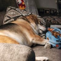 Blue Skies Large & Small Animal Clinic LLC ico