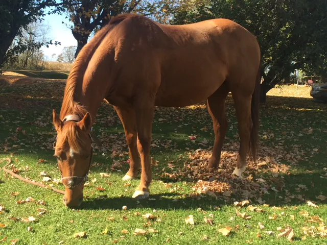 Blue Skies Large & Small Animal Clinic LLC 12