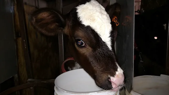 Grassland Veterinary Services 1