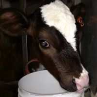 Grassland Veterinary Services ico