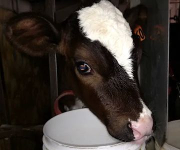 Grassland Veterinary Services