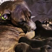 Loyal Veterinary Services ico