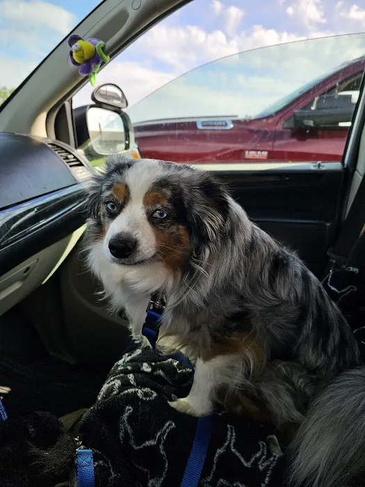FixAPet 1