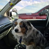 FixAPet ico