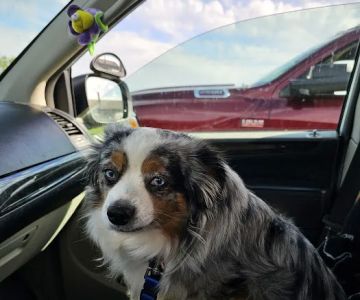 FixAPet