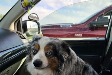 FixAPet