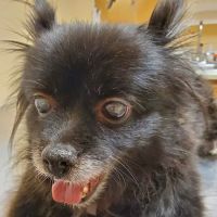 Athens Veterinary Clinic ico