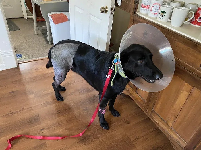 Ohio Valley Animal Clinic of Athens 9