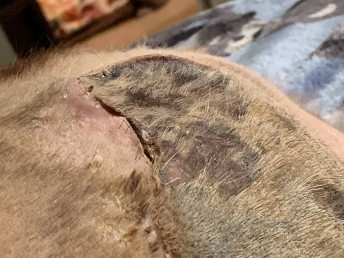 Ohio Valley Animal Clinic of Athens 3
