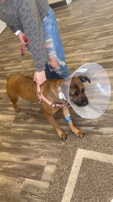 Ohio Valley Animal Clinic of Athens 6