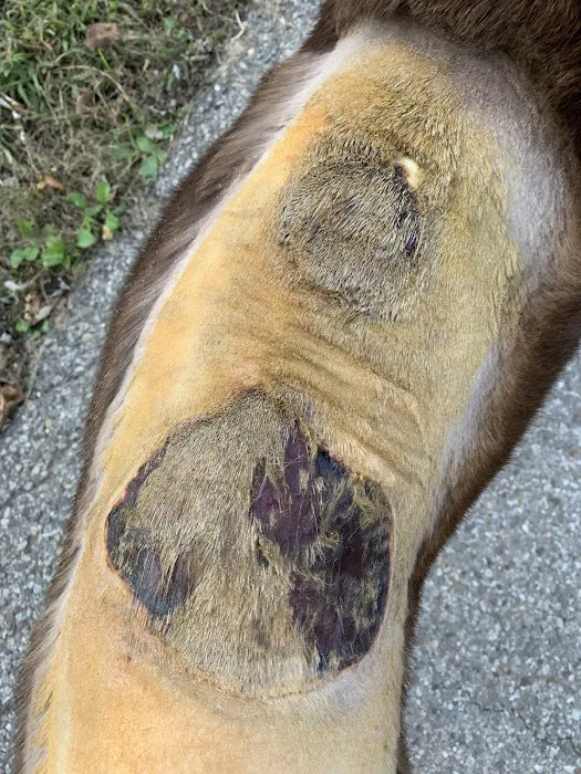 Ohio Valley Animal Clinic of Athens 4