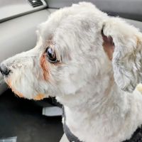 Lilac Hill Veterinary Hospital ico