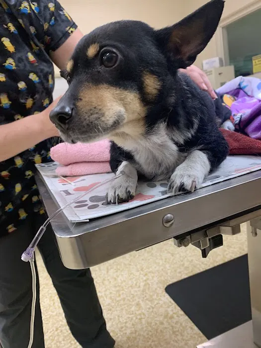 Lilac Hill Veterinary Hospital 12