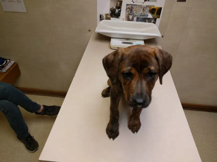 Lilac Hill Veterinary Hospital 12