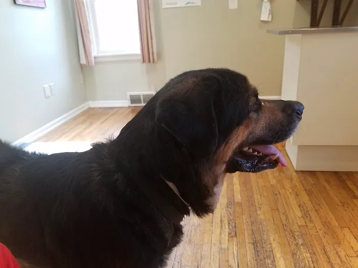 Worner Veterinary Hospital 12