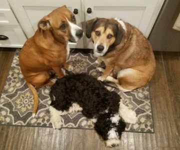 Akers Veterinary Hospital