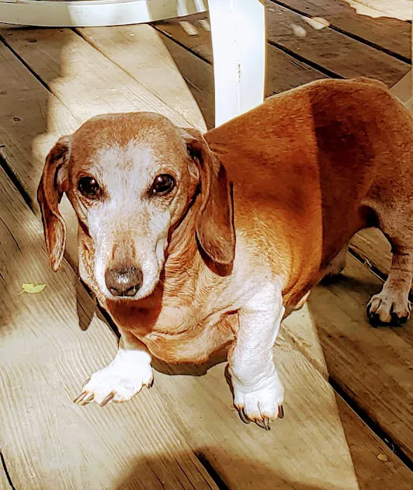 Akers Veterinary Hospital 12