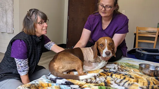Mohican Veterinary Wellness 12