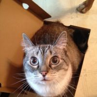 Mohican Veterinary Wellness ico