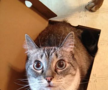 Mohican Veterinary Wellness