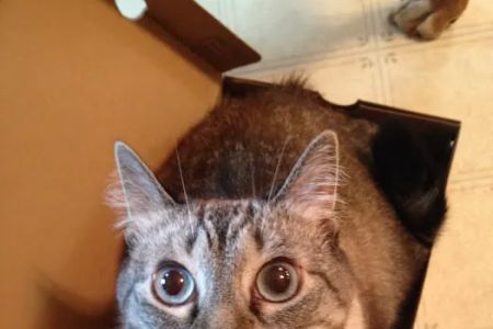 Mohican Veterinary Wellness
