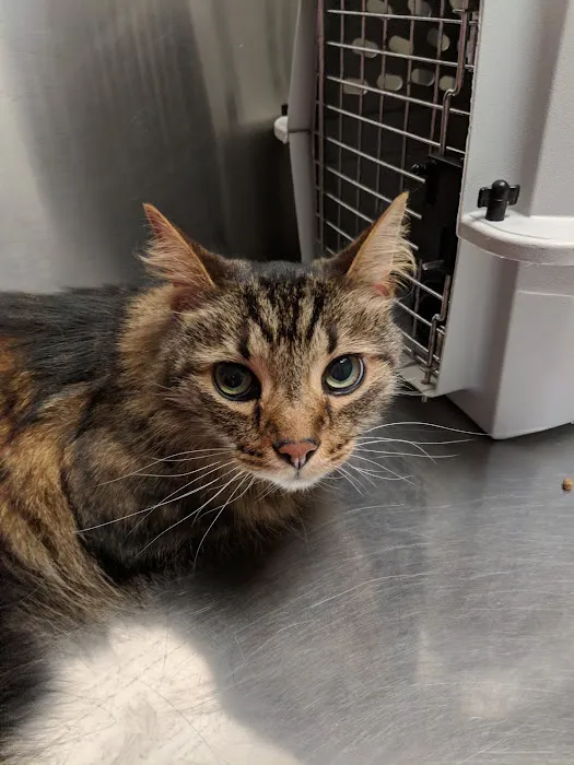 Phillips Animal Hospital 12