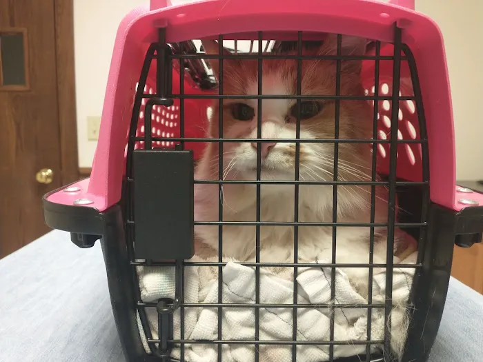Daisy Hill Animal Hospital 6