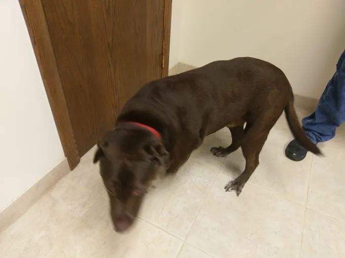 Daisy Hill Animal Hospital 3