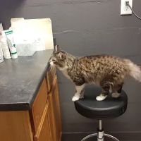 Ashland Road Animal Clinic Inc ico