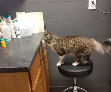Ashland Road Animal Clinic Inc