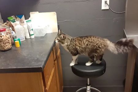 Ashland Road Animal Clinic Inc