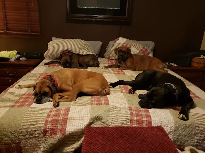 Ashland Road Animal Clinic Inc 12