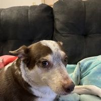 Leading Edge Veterinary Services ico