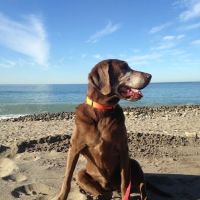 Chippewa Veterinary Clinic SC ico