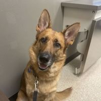 Riverview Animal Hospital ico