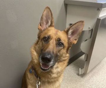 Riverview Animal Hospital