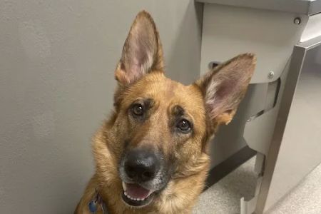 Riverview Animal Hospital