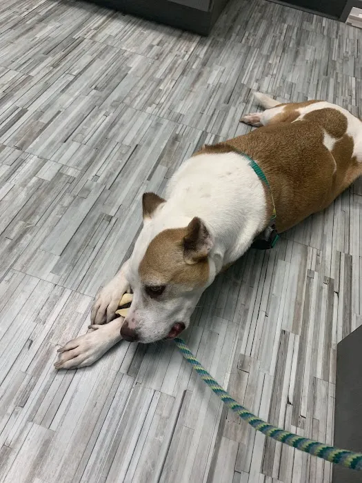 Lake Wissota Animal Hospital 12